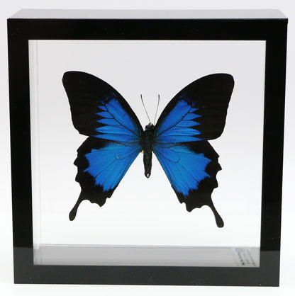 9060621 - Real Butterfly Acrylic Display Box - 6" X 6" - Blue Mountain Swallowtail (Papilio ulysses)