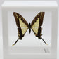 9040410 - Real Butterfly Acrylic Display Box - Thick-Border Kite Swallowtail (Eurytides lacandones)