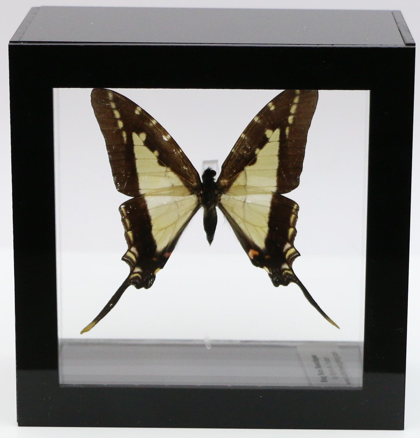 9040410 - Real Butterfly Acrylic Display Box - Thick-Border Kite Swallowtail (Eurytides lacandones)