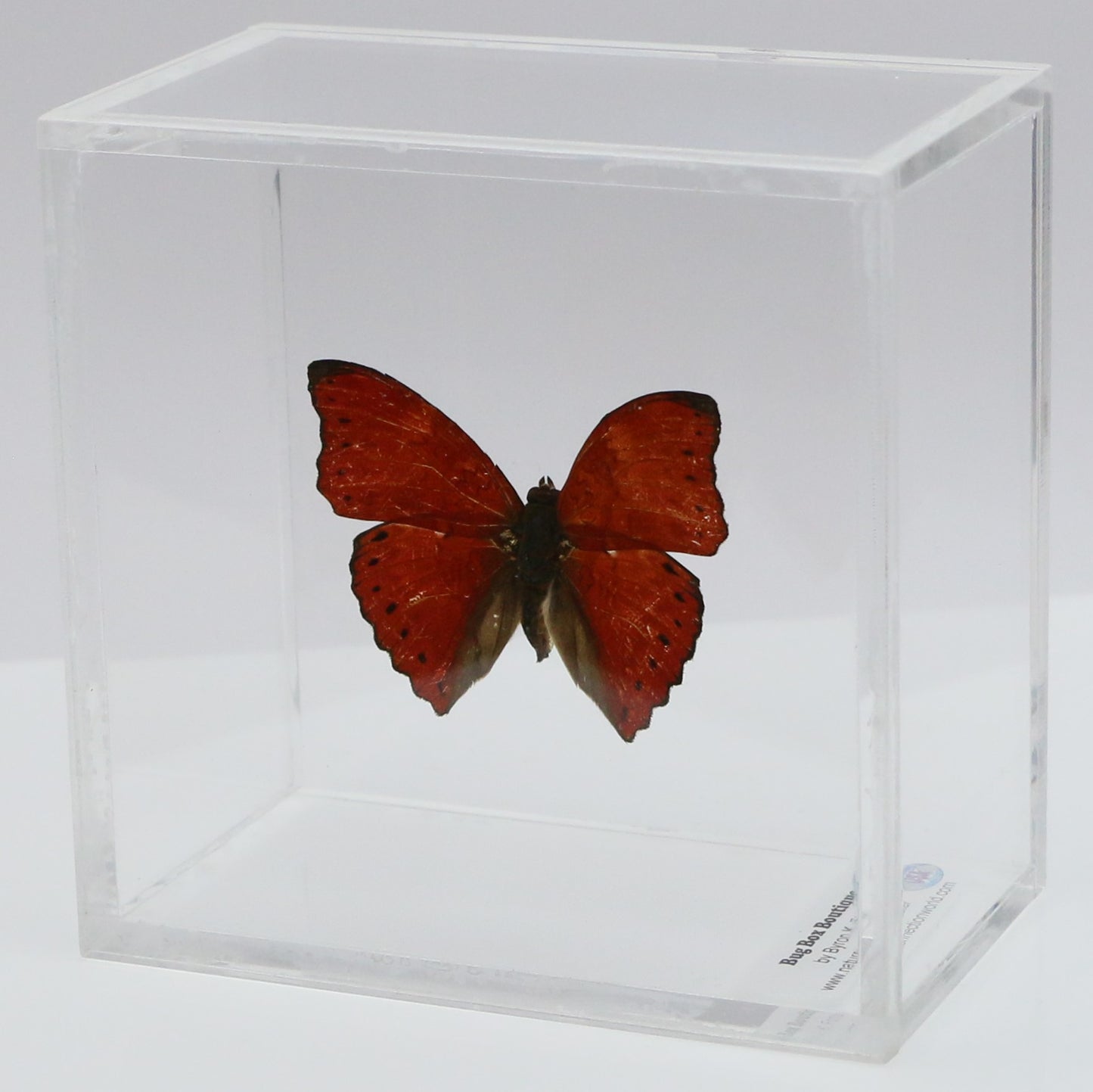 9040404 - Real Butterfly Acrylic Display Box - 4" X 4" - Red Glider Butterfly (Cymothoe sangaris).