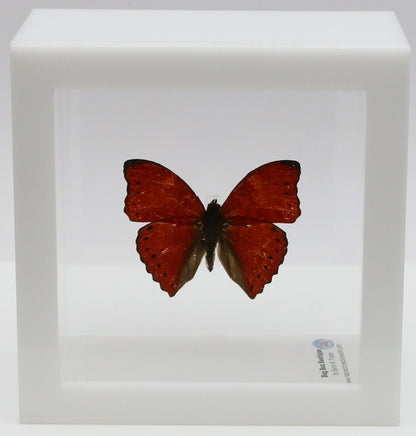 9040404 - Real Butterfly Acrylic Display Box - 4" X 4" - Red Glider Butterfly (Cymothoe sangaris).