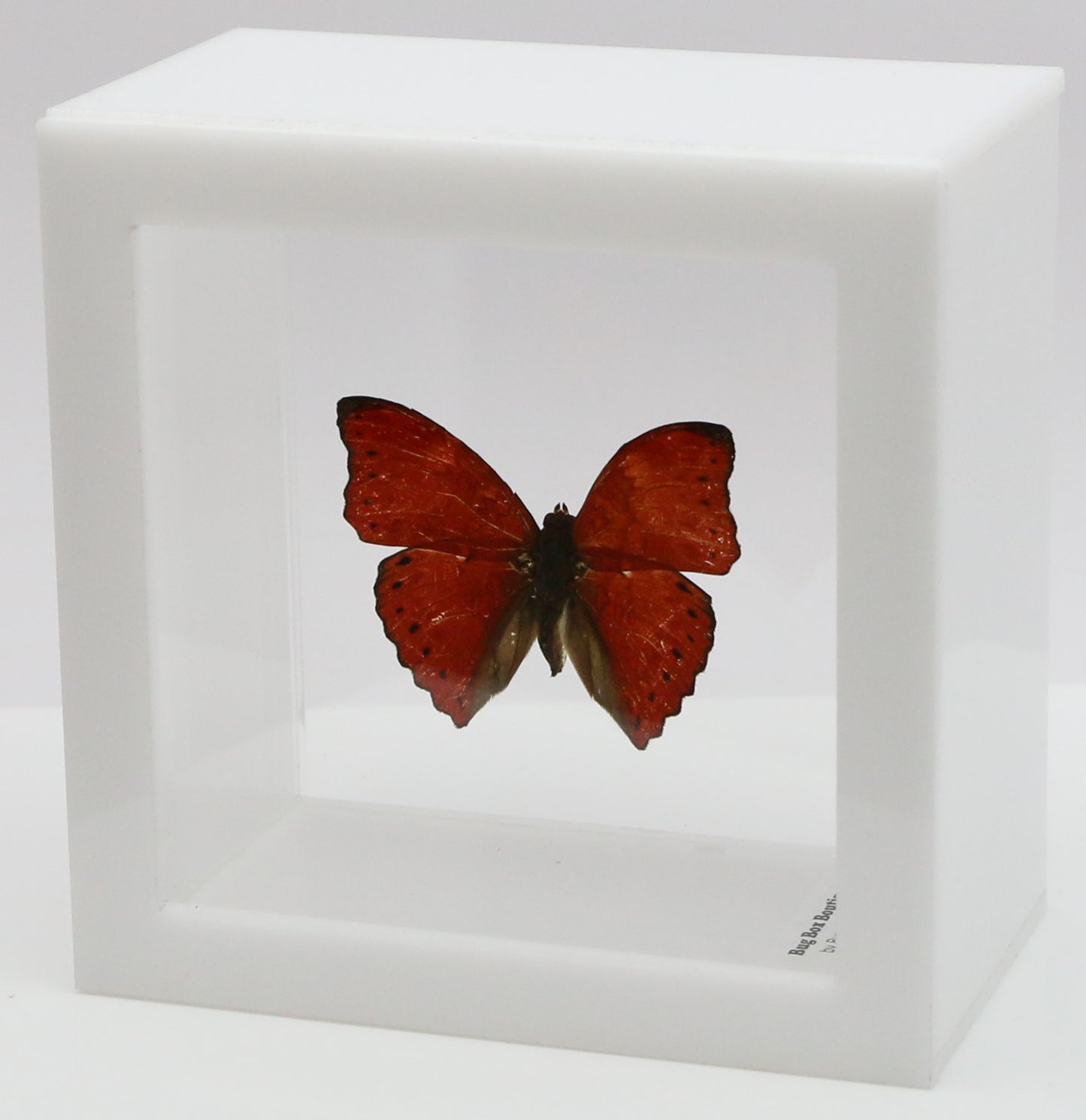 9040404 - Real Butterfly Acrylic Display Box - 4" X 4" - Red Glider Butterfly (Cymothoe sangaris).