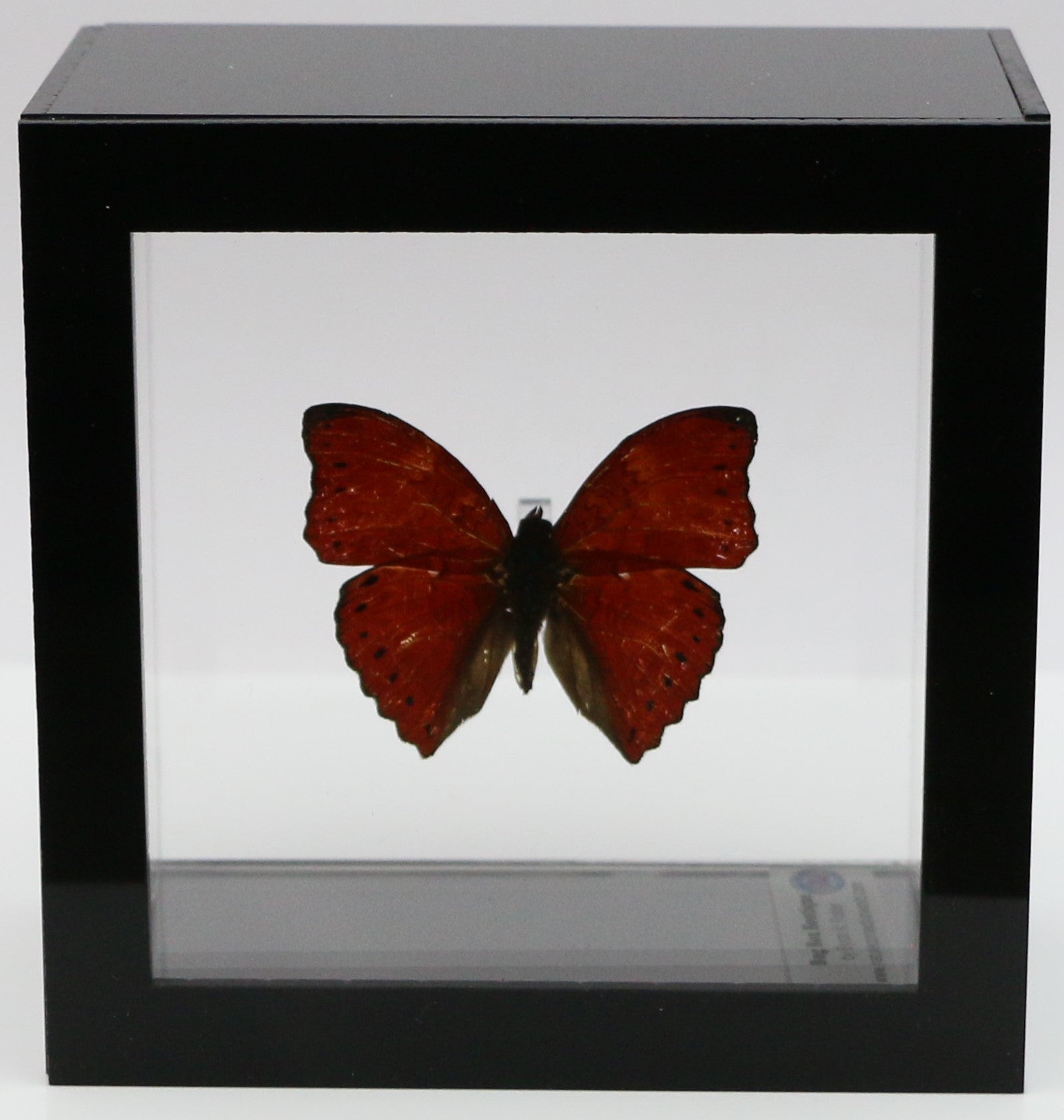 9040404 - Real Butterfly Acrylic Display Box - 4 X 4 - Red Glider Bu –  Nature Connection World