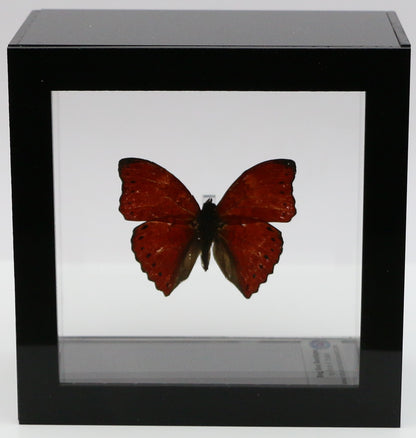 9040404 - Real Butterfly Acrylic Display Box - 4" X 4" - Red Glider Butterfly (Cymothoe sangaris).