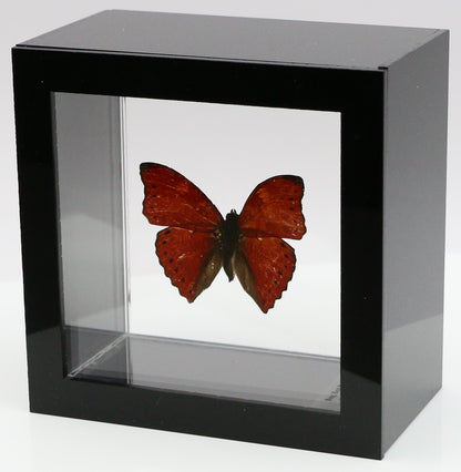 9040404 - Real Butterfly Acrylic Display Box - 4" X 4" - Red Glider Butterfly (Cymothoe sangaris).