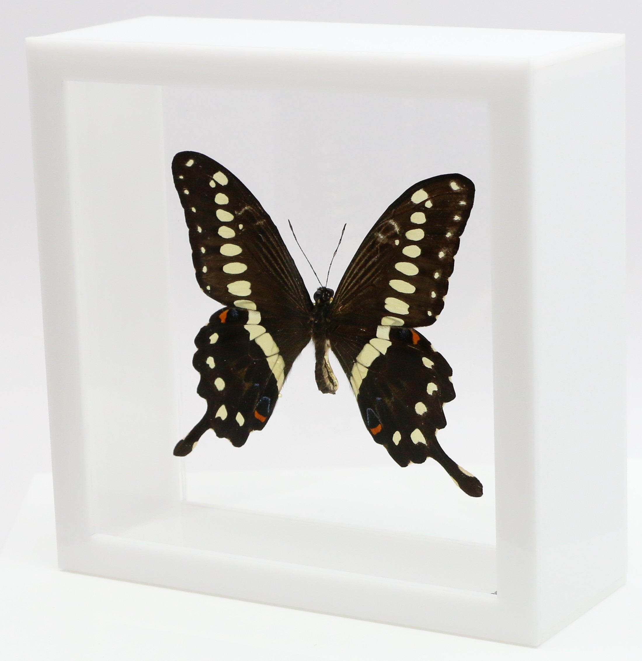 Framed Black Butterfly purchases Stuffed Display 6x6