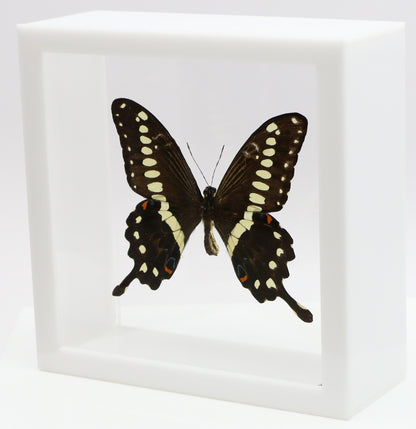 9060617 - Real Butterfly Acrylic Display Box - 6" X 6" - African Giant Swallowtail (Papilio lormieri)