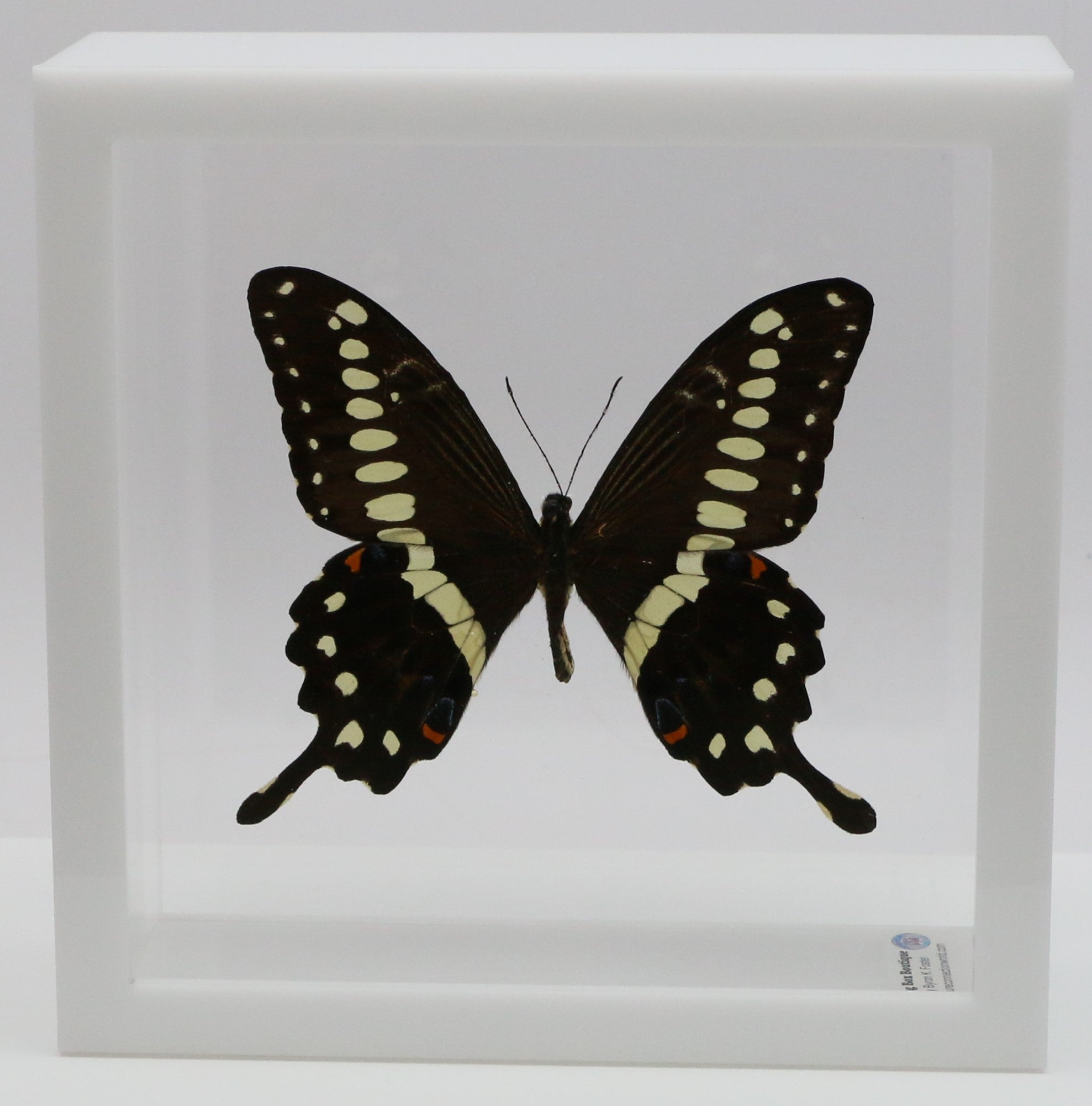 Swallowtail orders dome display