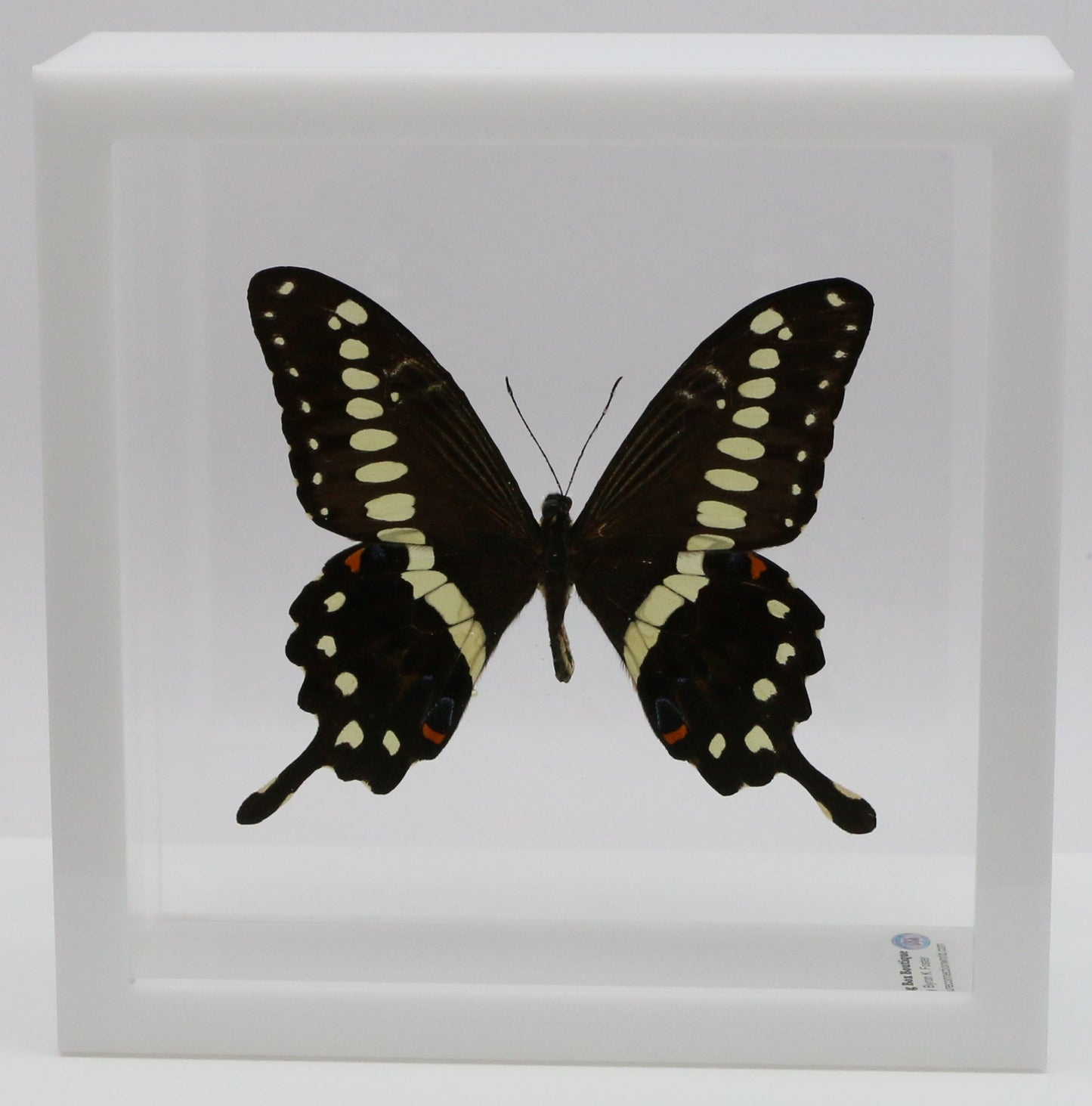 9060617 - Real Butterfly Acrylic Display Box - 6" X 6" - African Giant Swallowtail (Papilio lormieri)