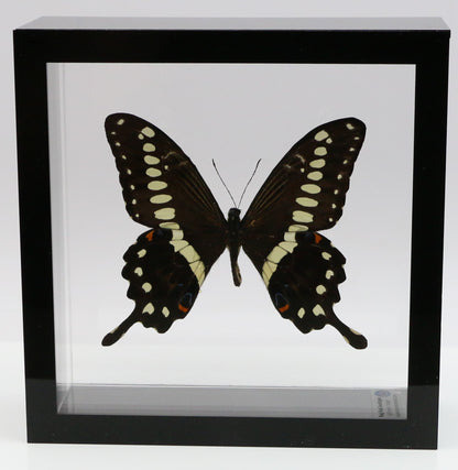 9060617 - Real Butterfly Acrylic Display Box - 6" X 6" - African Giant Swallowtail (Papilio lormieri)