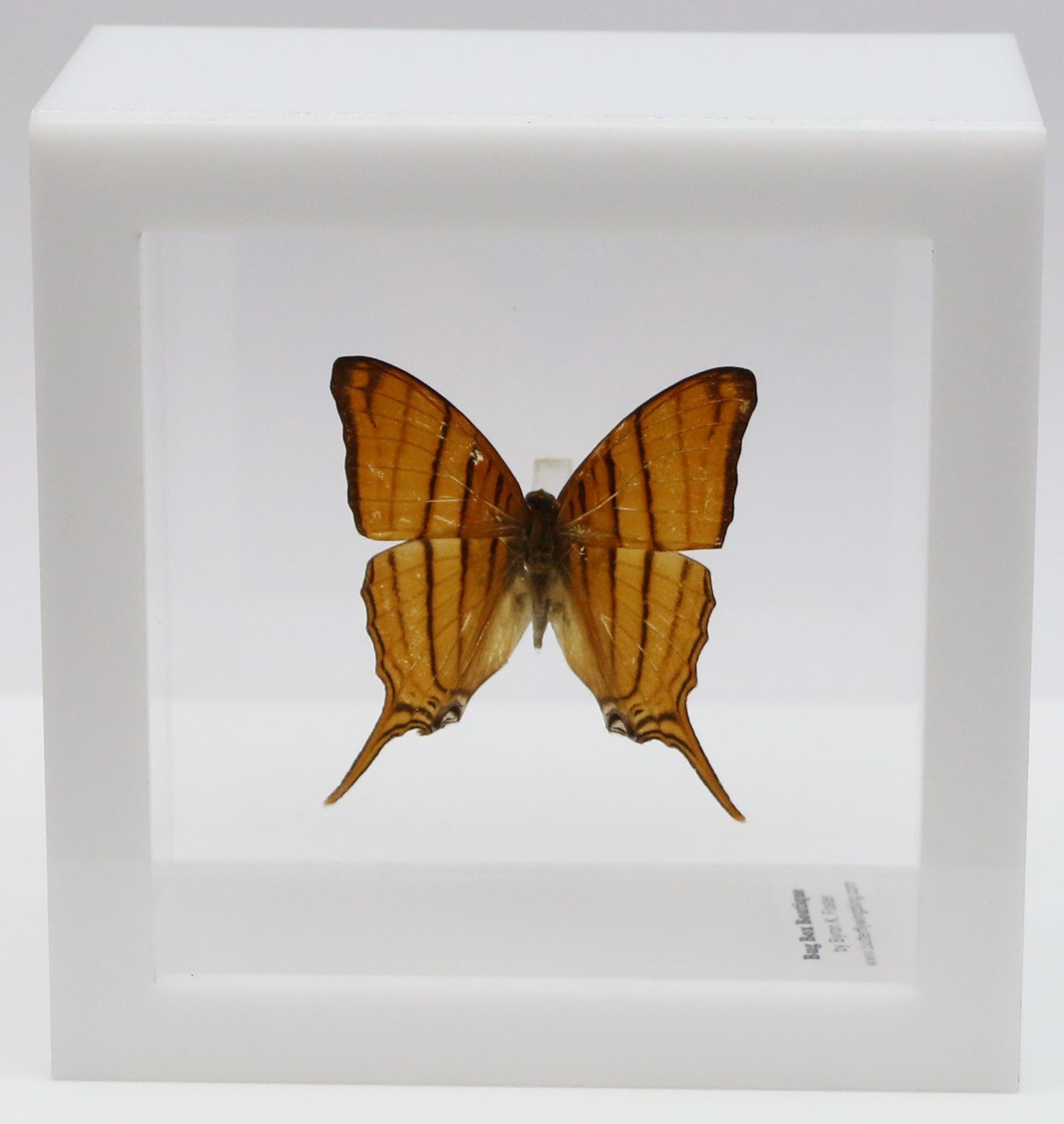 9040425 - Real Butterfly Acrylic Display Box - 4"X4" - Ruddy Daggerwing (Marpesia petreus)