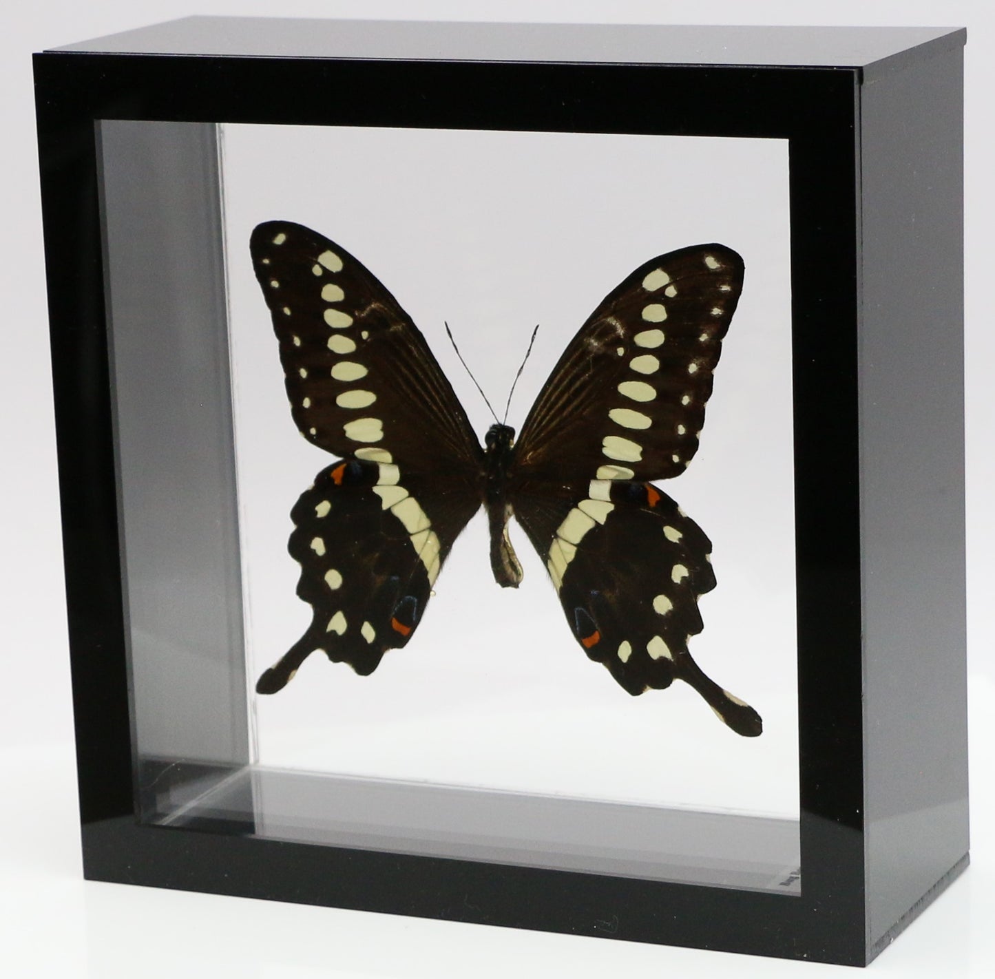 9060617 - Real Butterfly Acrylic Display Box - 6" X 6" - African Giant Swallowtail (Papilio lormieri)