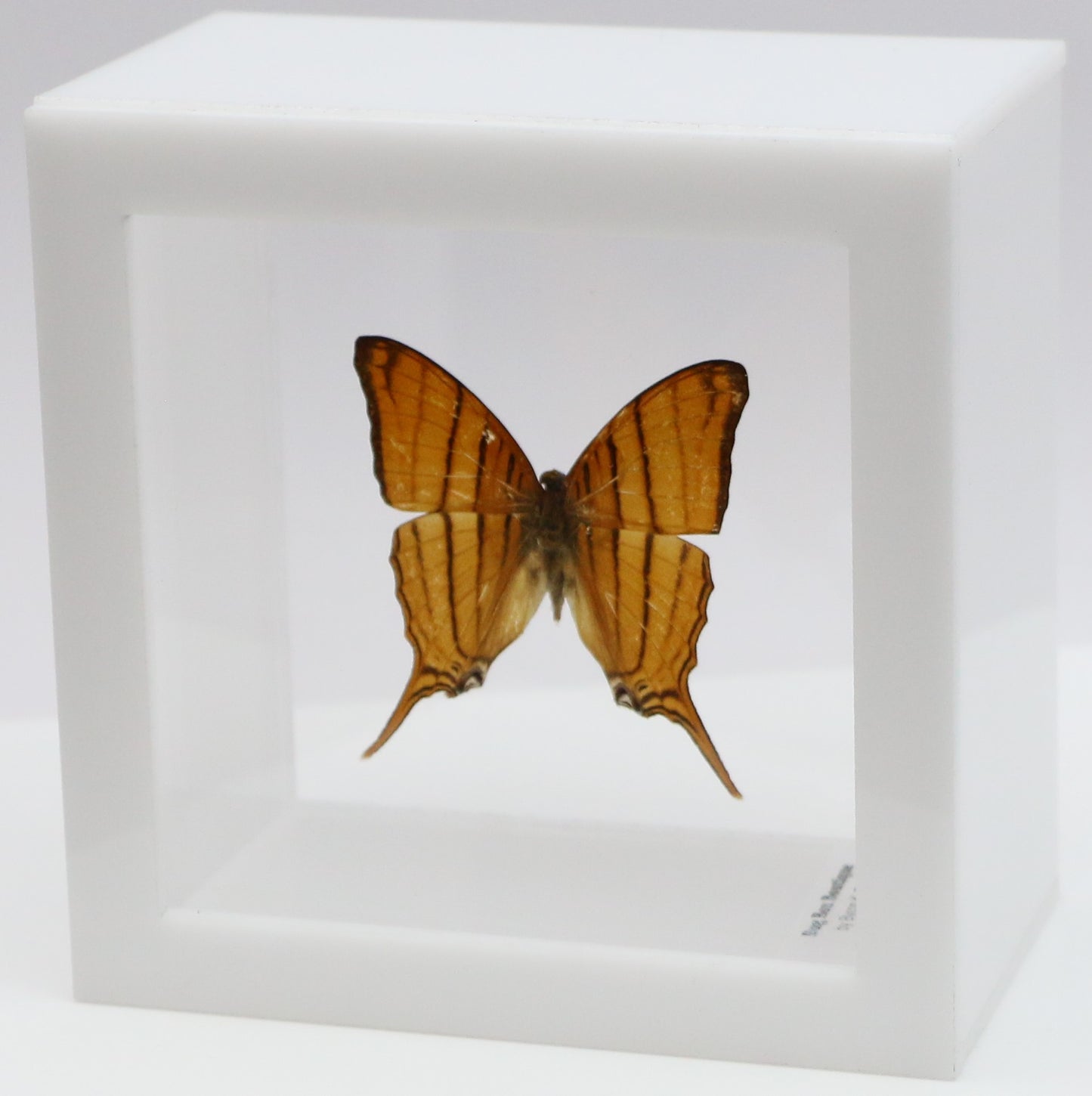 9040425 - Real Butterfly Acrylic Display Box - 4"X4" - Ruddy Daggerwing (Marpesia petreus)