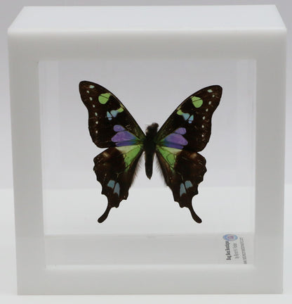 9040403 - Real Butterfly Acrylic Display Box - 4"X4" - Purple Spotted Swallowtail (Graphium weiskei)