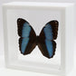9060618 - Real Butterfly Acrylic Display Box - 6" X 6" - Banded Blue Morpho Butterfly (Morpho patroclus)