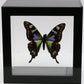 9040403 - Real Butterfly Acrylic Display Box - 4"X4" - Purple Spotted Swallowtail (Graphium weiskei)