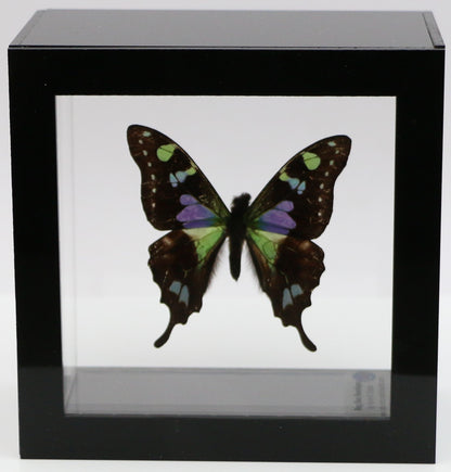 9040403 - Real Butterfly Acrylic Display Box - 4"X4" - Purple Spotted Swallowtail (Graphium weiskei)