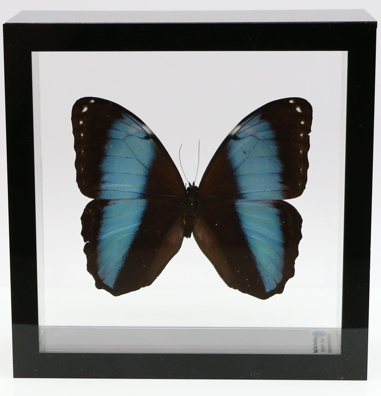 9060618 - Real Butterfly Acrylic Display Box - 6" X 6" - Banded Blue Morpho Butterfly (Morpho patroclus)