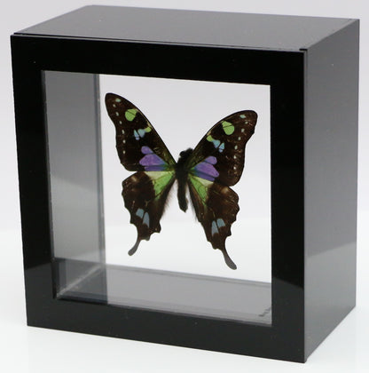 9040403 - Real Butterfly Acrylic Display Box - 4"X4" - Purple Spotted Swallowtail (Graphium weiskei)