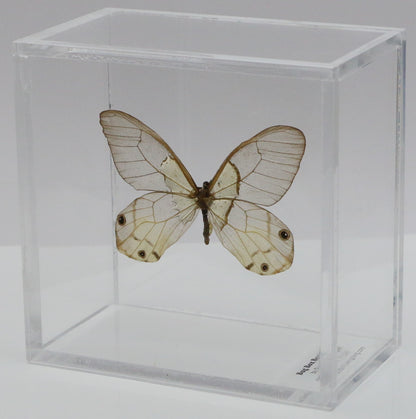 9040417 - Real Butterfly Acrylic Display Box - Amber Phantom Glasswing Butterfly (Haetera piera)