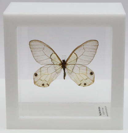 9040417 - Real Butterfly Acrylic Display Box - Amber Phantom Glasswing Butterfly (Haetera piera)