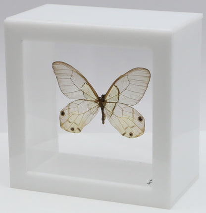 9040417 - Real Butterfly Acrylic Display Box - Amber Phantom Glasswing Butterfly (Haetera piera)