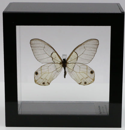 9040417 - Real Butterfly Acrylic Display Box - Amber Phantom Glasswing Butterfly (Haetera piera)