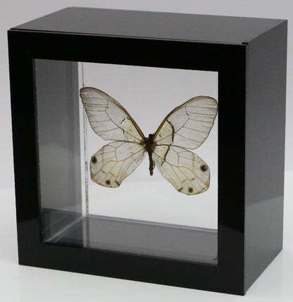 9040417 - Real Butterfly Acrylic Display Box - Amber Phantom Glasswing Butterfly (Haetera piera)