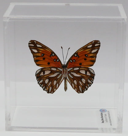 9040419 - Real Butterfly Acrylic Display Box - 4"X4" - Gulf Fritilary Butterfly (Agraulis vanillae) - Ventral