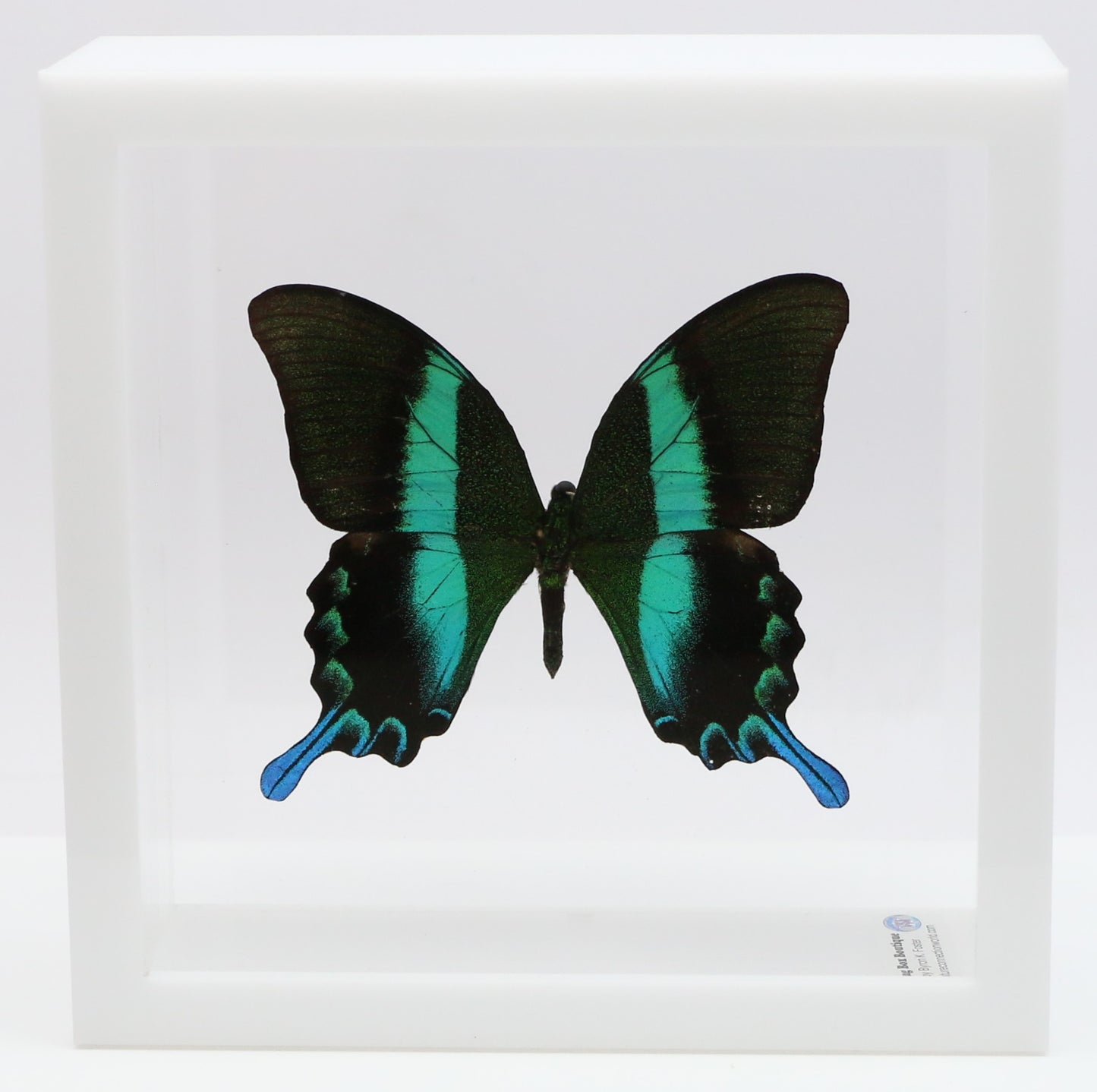 9060611 - Real Butterfly Acrylic Display Box - 6" X 6" - Peacock Swallowtail (Papilio blumei)