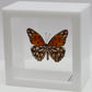 9040419 - Real Butterfly Acrylic Display Box - 4"X4" - Gulf Fritilary Butterfly (Agraulis vanillae) - Ventral