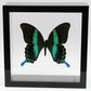 9060611 - Real Butterfly Acrylic Display Box - 6" X 6" - Peacock Swallowtail (Papilio blumei)