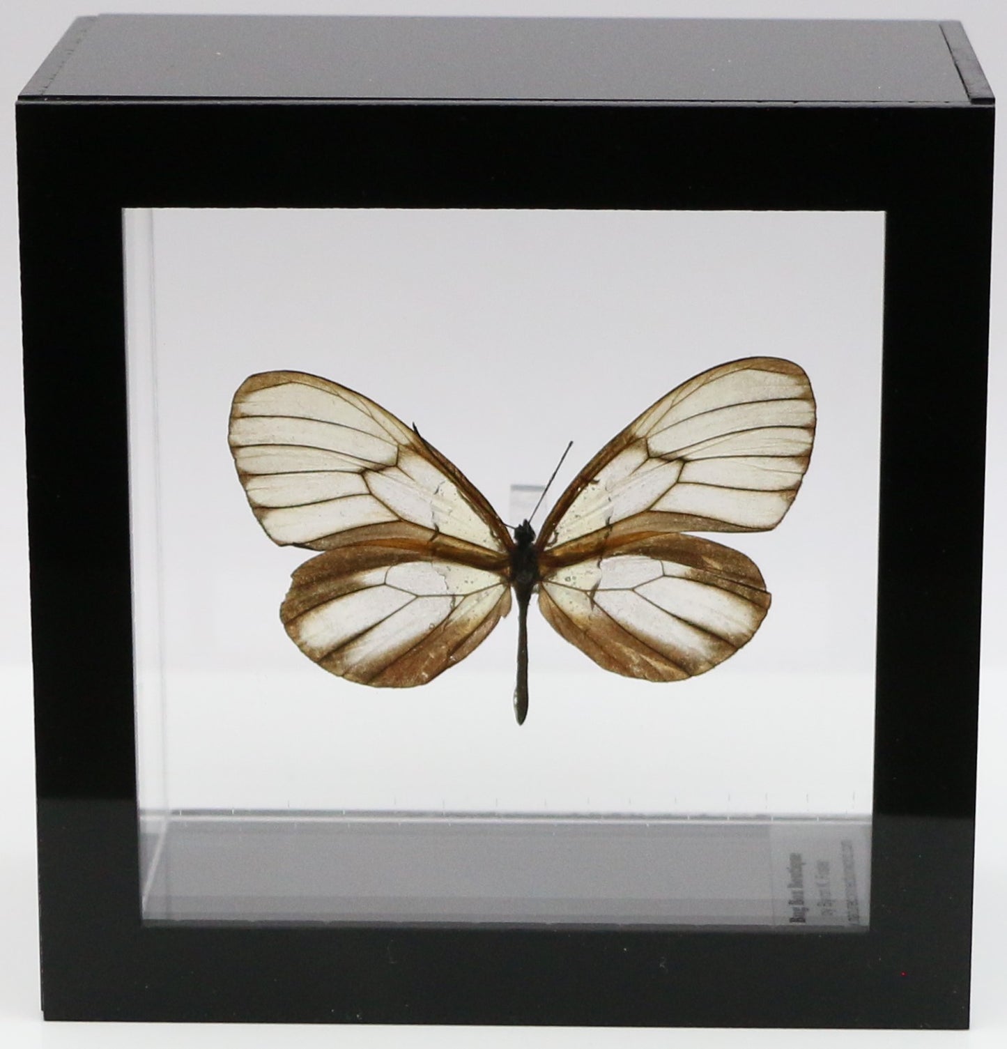 9040413 - Real Butterfly Acrylic Display Box - 4"X4" - Clearwing Butterfly (Godyris duillia)