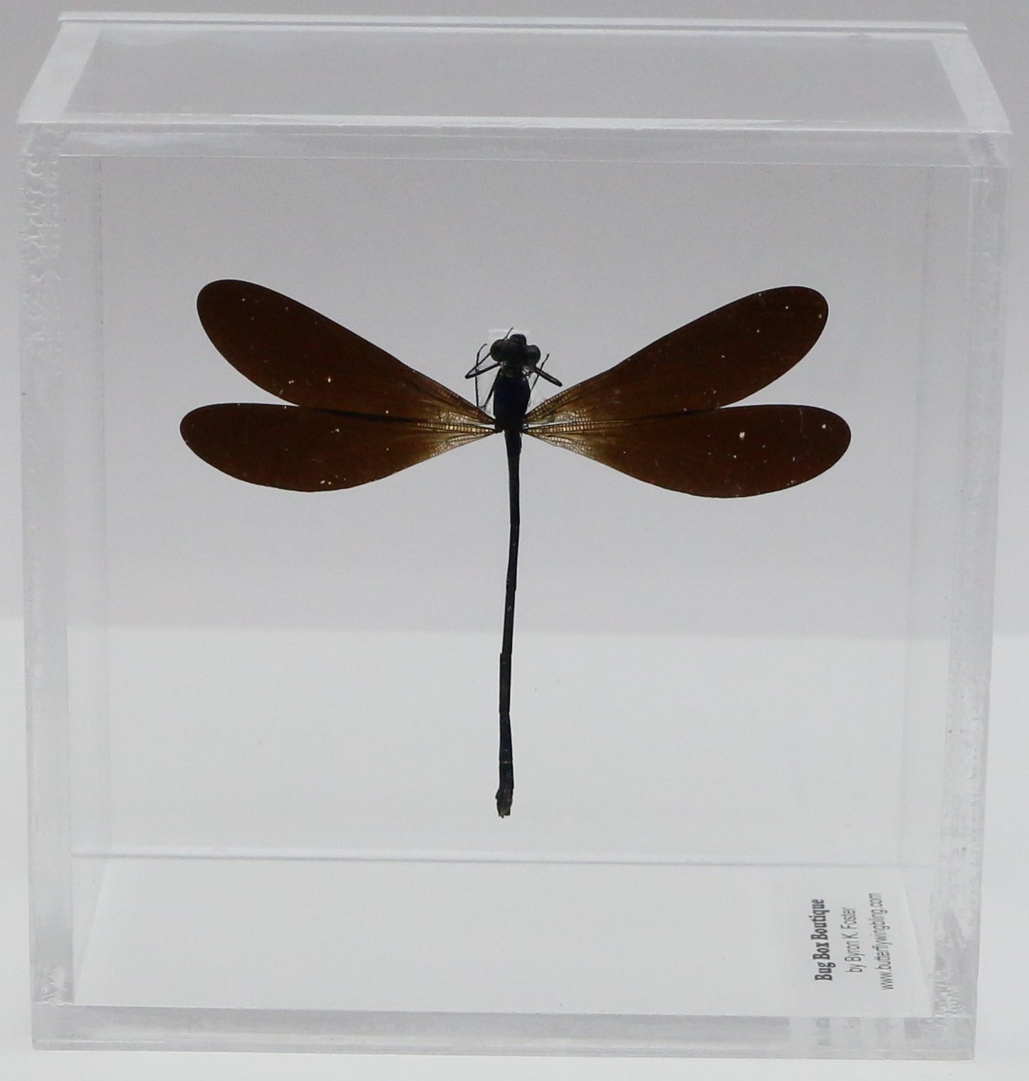 9040506 - Real Bug Acrylic Display Box - 4"X4" - Purple-Black Damselfly (Vestalis luctosa)
