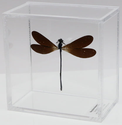 9040506 - Real Bug Acrylic Display Box - 4"X4" - Purple-Black Damselfly (Vestalis luctosa)