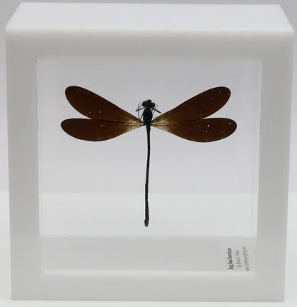 9040506 - Real Bug Acrylic Display Box - 4"X4" - Purple-Black Damselfly (Vestalis luctosa)