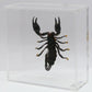 9060703 - Real Bug Acrylic Display Box - 6" X 6" - Giant Forest Scorpion (Heterometrus laoticus)