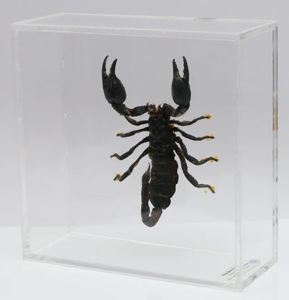 9060703 - Real Bug Acrylic Display Box - 6" X 6" - Giant Forest Scorpion (Heterometrus laoticus)