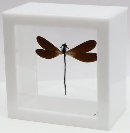 9040506 - Real Bug Acrylic Display Box - 4"X4" - Purple-Black Damselfly (Vestalis luctosa)