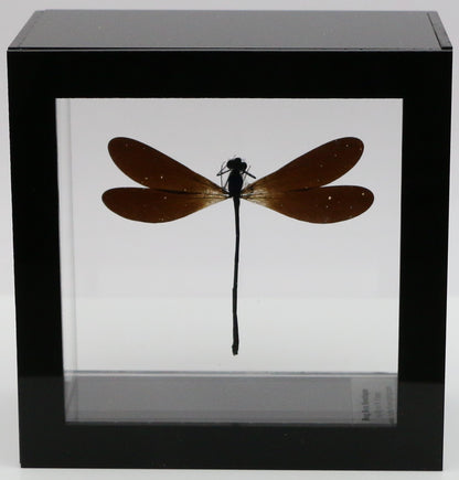 9040506 - Real Bug Acrylic Display Box - 4"X4" - Purple-Black Damselfly (Vestalis luctosa)