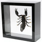 9060703 - Real Bug Acrylic Display Box - 6" X 6" - Giant Forest Scorpion (Heterometrus laoticus)