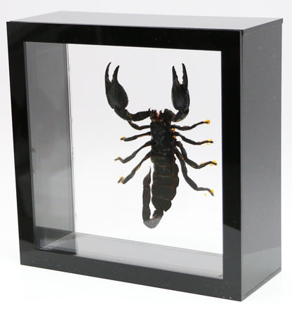 9060703 - Real Bug Acrylic Display Box - 6" X 6" - Giant Forest Scorpion (Heterometrus laoticus)