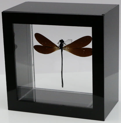 9040506 - Real Bug Acrylic Display Box - 4"X4" - Purple-Black Damselfly (Vestalis luctosa)