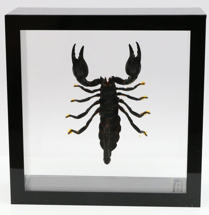 9060703 - Real Bug Acrylic Display Box - 6" X 6" - Giant Forest Scorpion (Heterometrus laoticus)