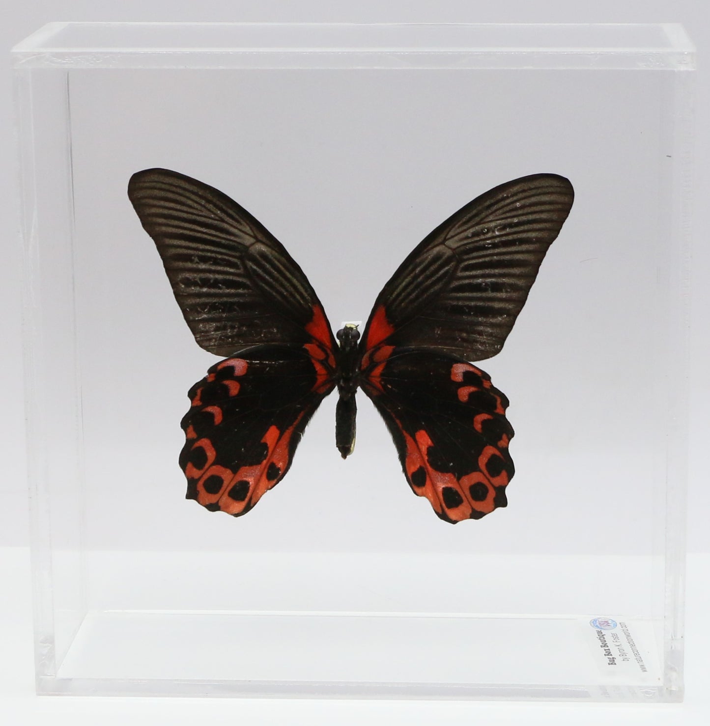 9060606 - Real Butterfly Acrylic Display Box - 6" X 6" - Scarlet Mormon (Papilio rumanzovia) - Ventral