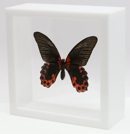 9060606 - Real Butterfly Acrylic Display Box - 6" X 6" - Scarlet Mormon (Papilio rumanzovia) - Ventral