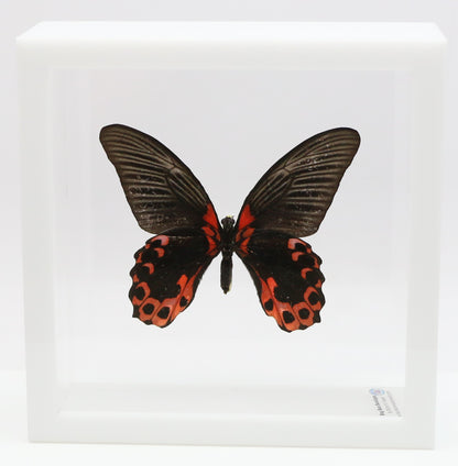 9060606 - Real Butterfly Acrylic Display Box - 6" X 6" - Scarlet Mormon (Papilio rumanzovia) - Ventral