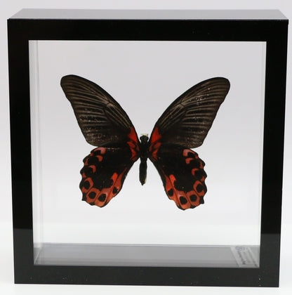 9060606 - Real Butterfly Acrylic Display Box - 6" X 6" - Scarlet Mormon (Papilio rumanzovia) - Ventral