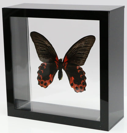 9060606 - Real Butterfly Acrylic Display Box - 6" X 6" - Scarlet Mormon (Papilio rumanzovia) - Ventral