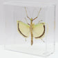 9060721 - Real Bug Acrylic Display Box - 6" X 6" - Yellow Wing Walking Stick (Tagesoidea nigrofasciata) - Female